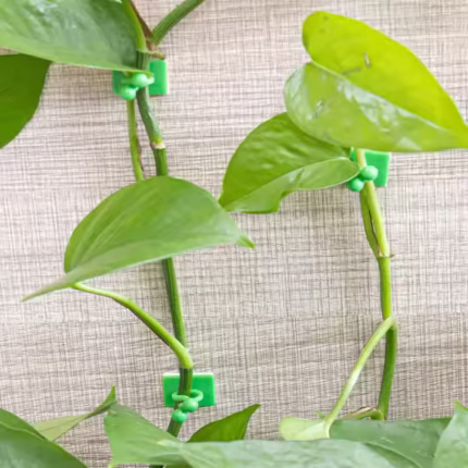 Self Adhesive Plant Climbing Clips